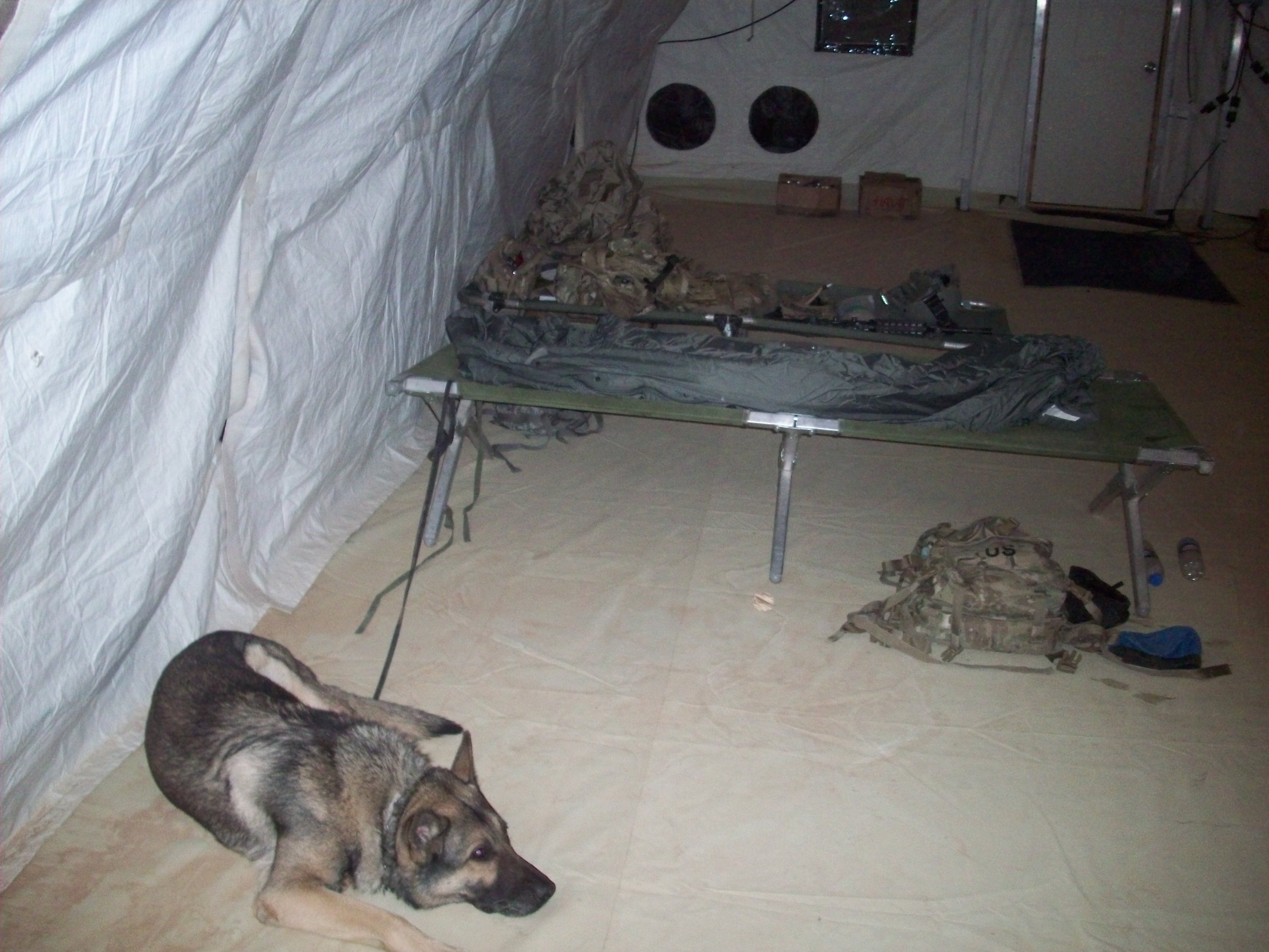 Military K9 resting in forward operating base tent