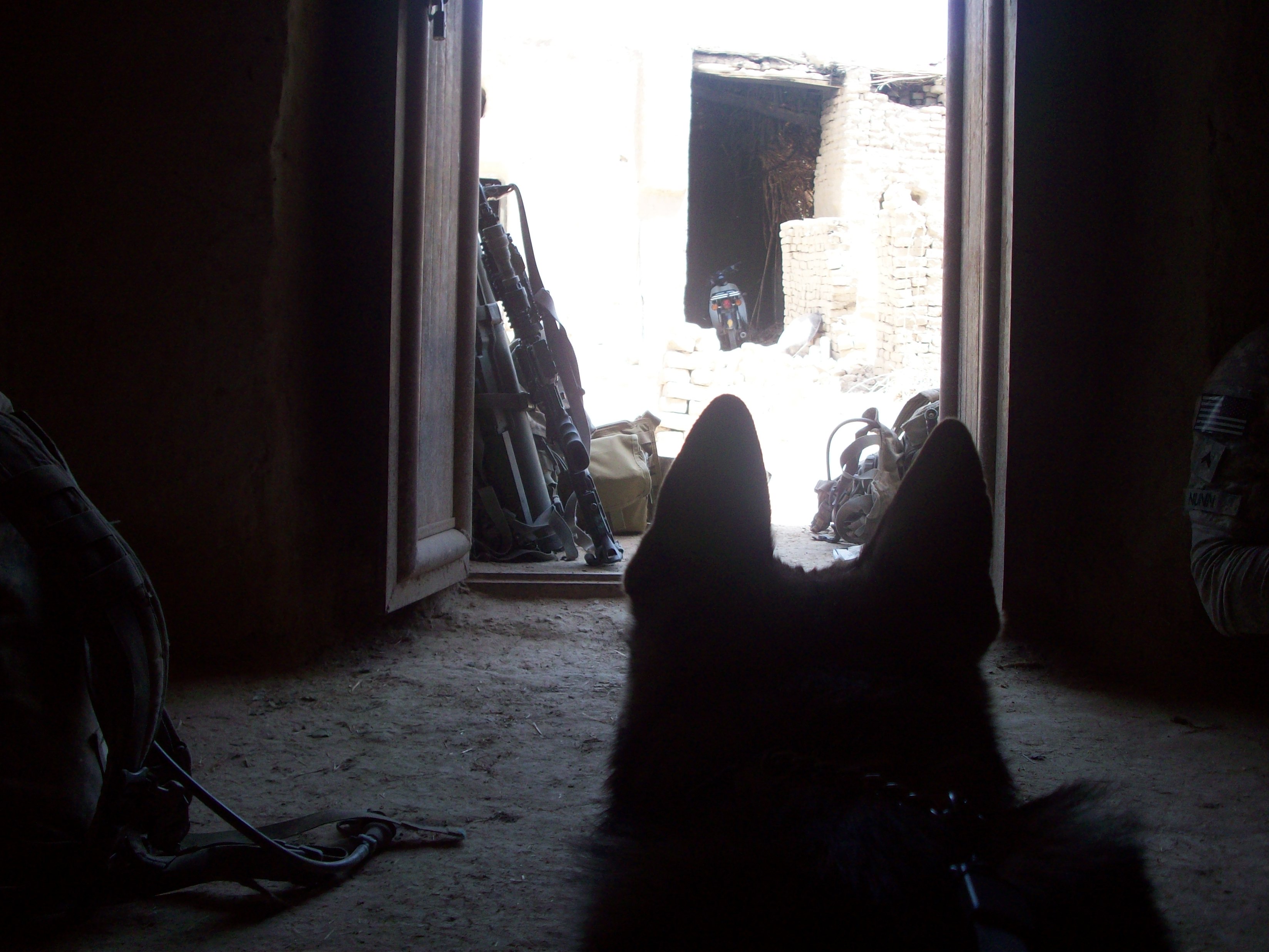 Military working dog on watch at doorway in combat zone