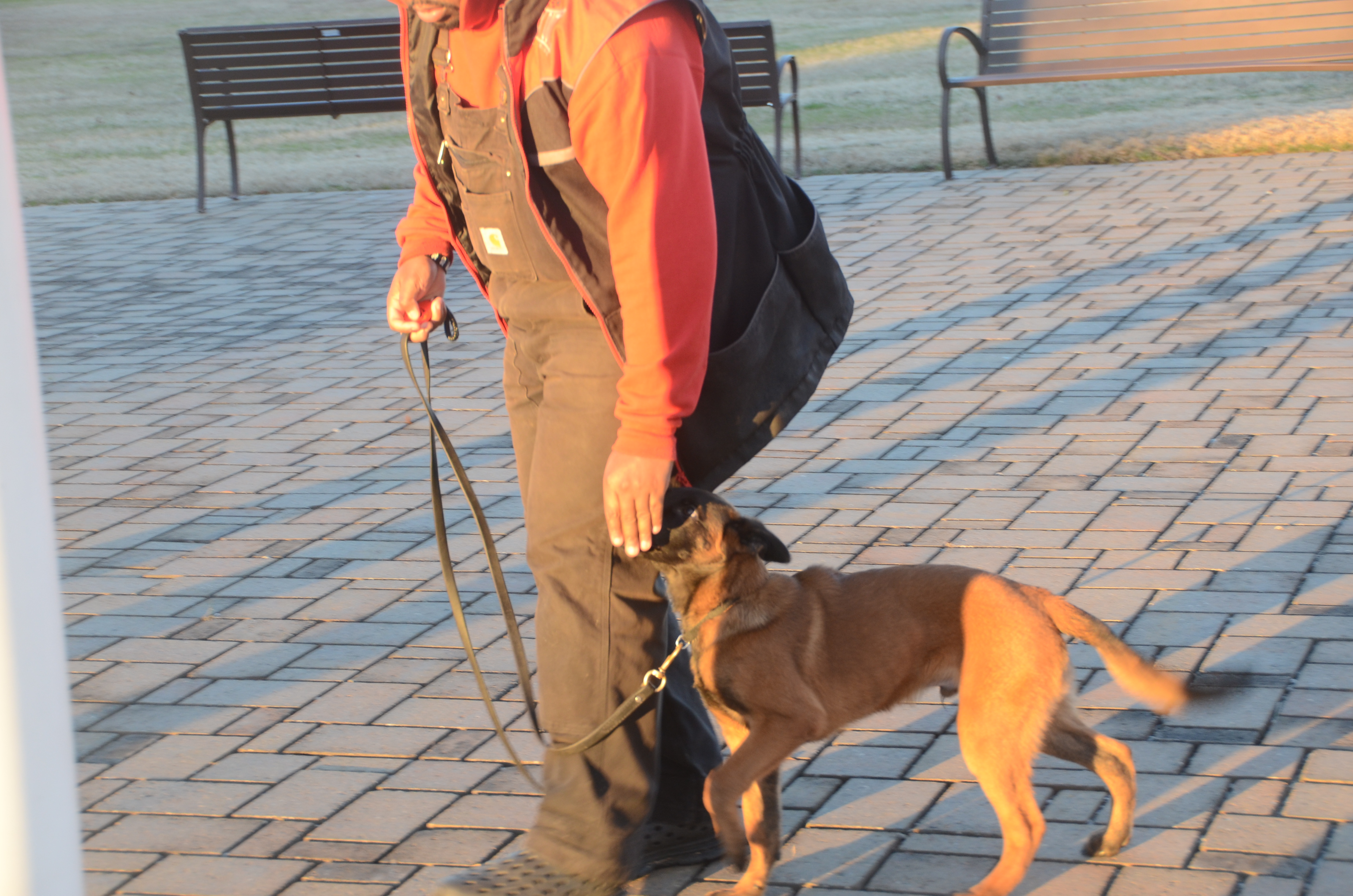 Belgian Malinois heeling with trainer on brick plaza at sunrise