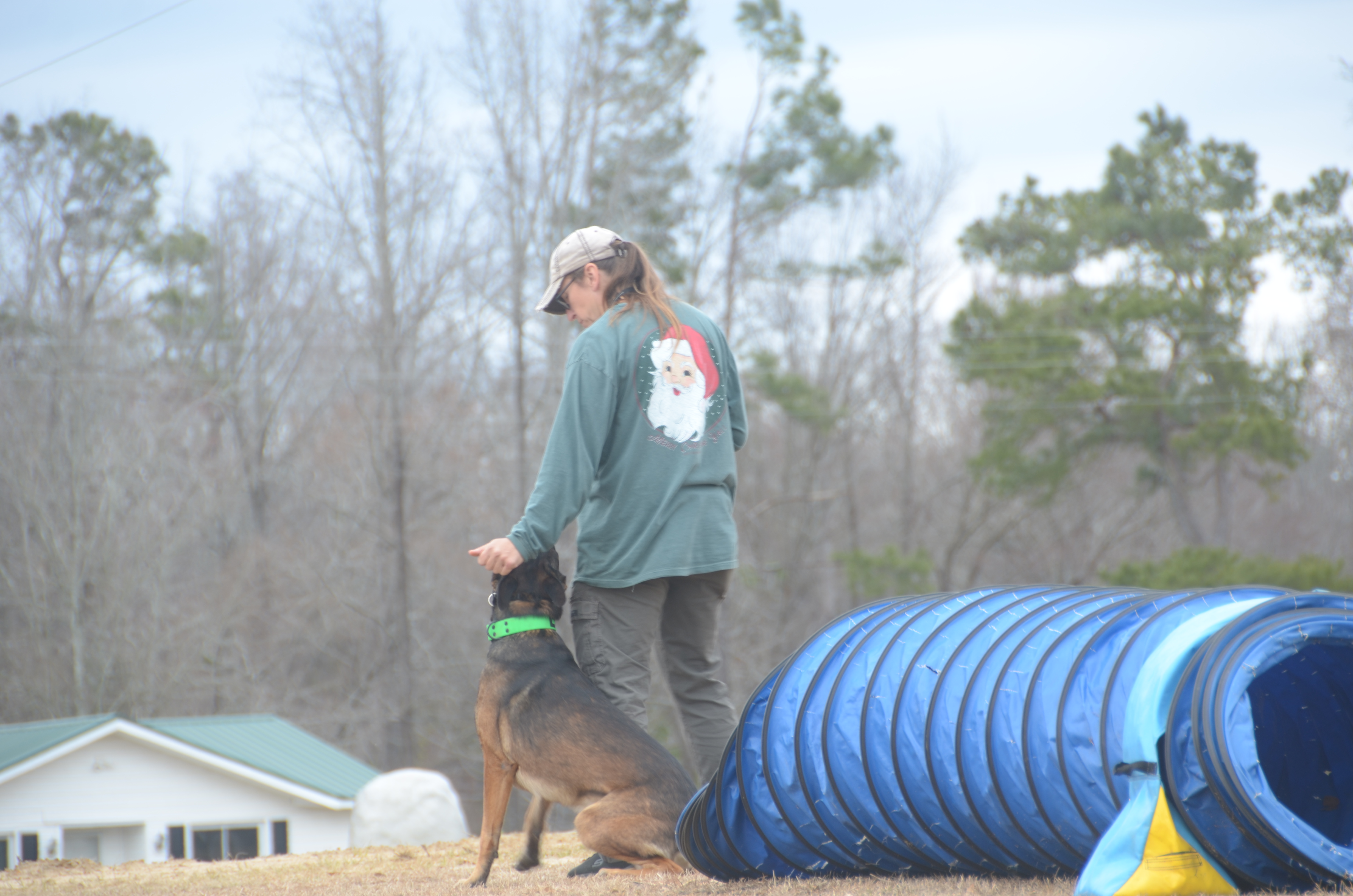 Belgian Malinois training with handler near agility tunnel