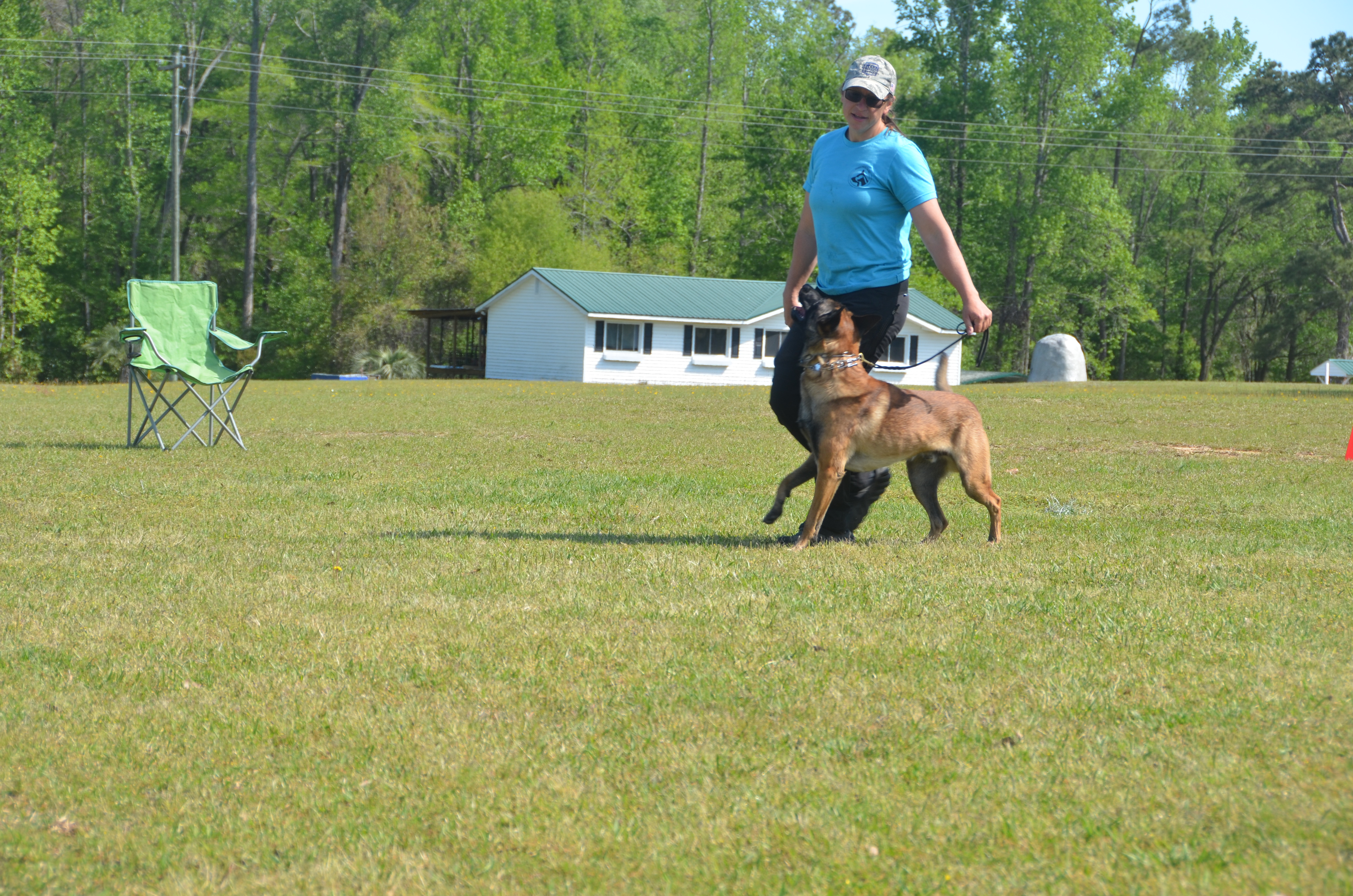 Belgian Malinois in focused heel position on open field