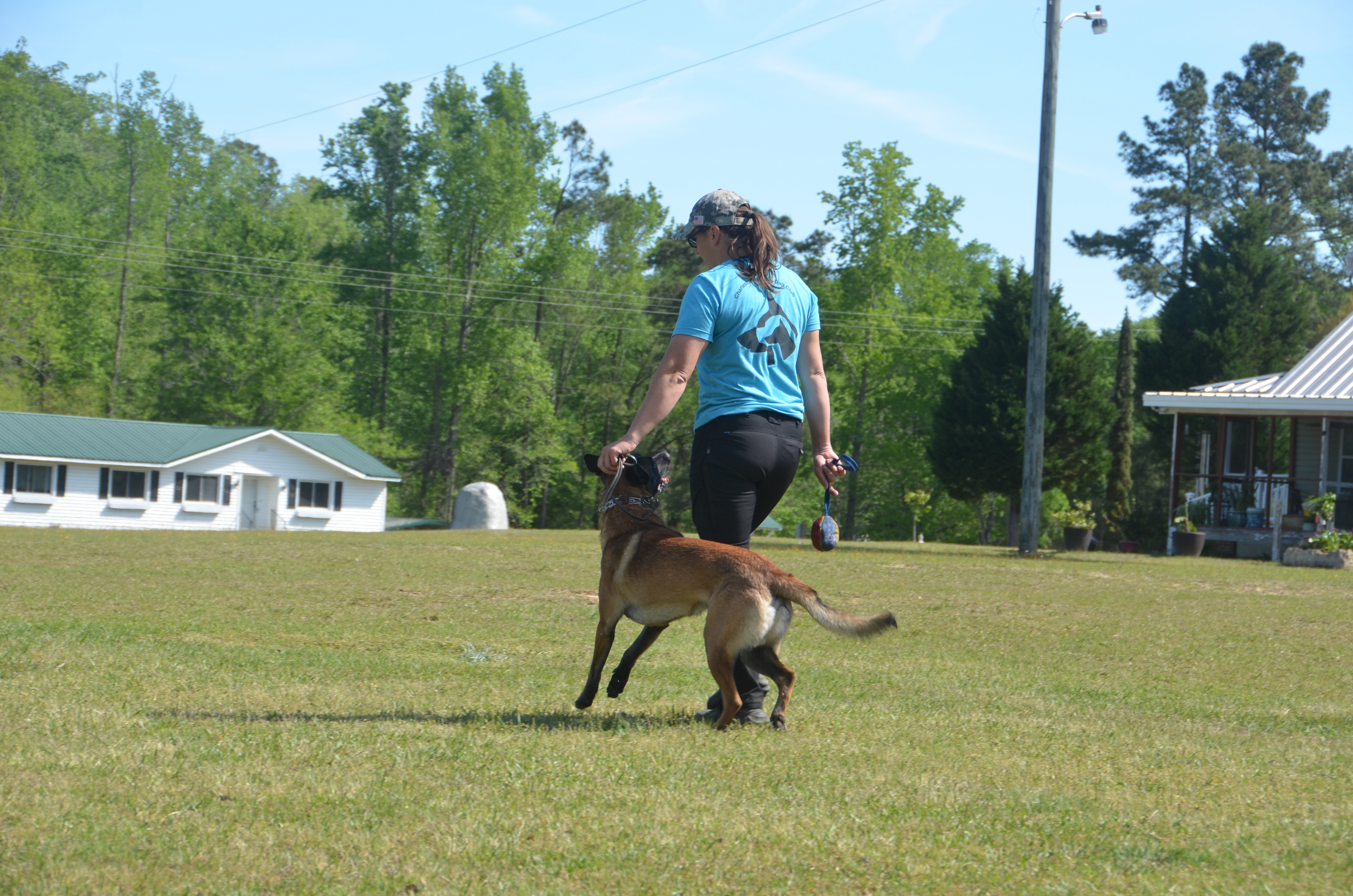 Handler working Belgian Malinois with reward toy on field