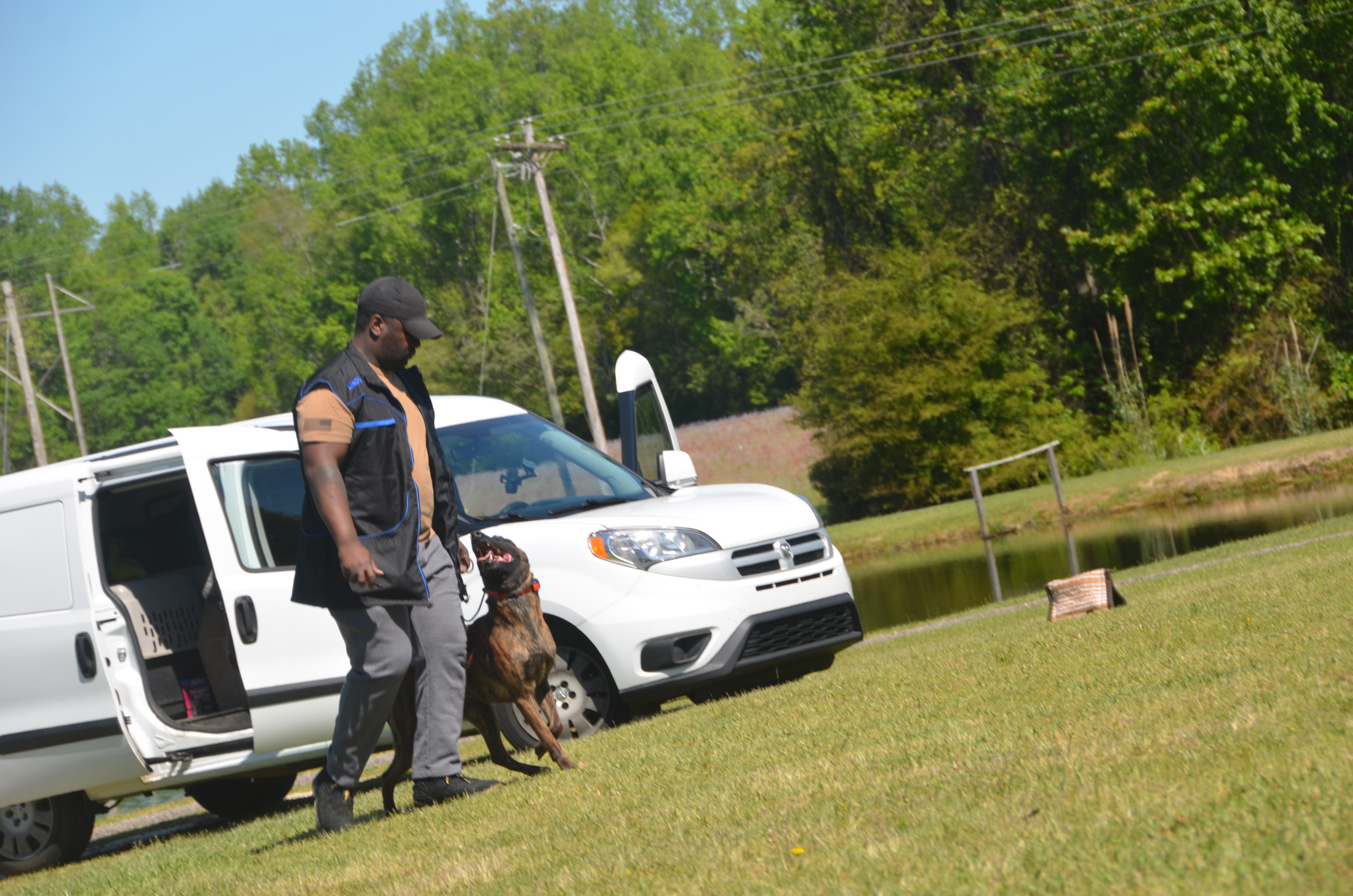 Handler loading trained Belgian Malinois into work van